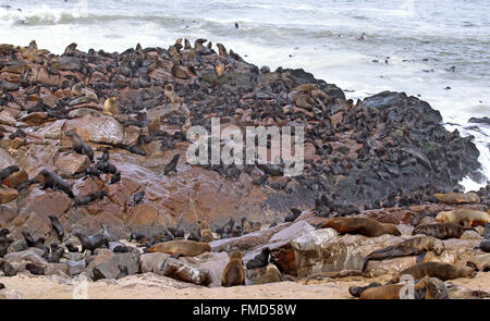 South African fur seals, cape cross, Arctocephalus pusillus Stock Photo