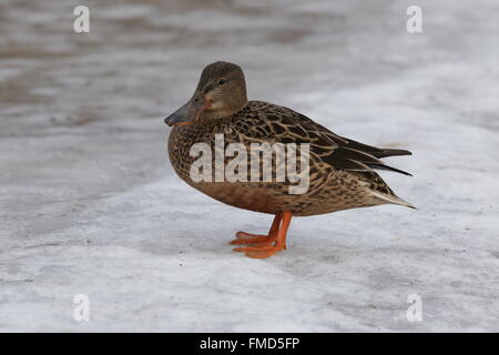 Northern Shoveler, (Spatula clypeata) standing on snow Stock Photo