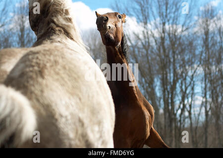 Two wild horses in a spring wood Stock Photo