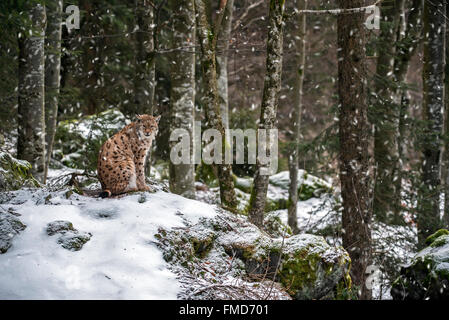 Eurasian lynx (Lynx lynx) sitting on rock during snow shower in winter Stock Photo