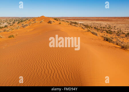 'Big Red', sand dune at the eastern edge of the Simpson Desert, near Birdsville in Central West Queensland, Australia. Stock Photo