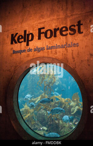 Kelp Forest display at Monterey Bay Aquarium,California,U.S.A.,United States of America, Stock Photo