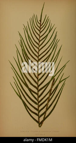 Ferns- British and exotic Stock Photo