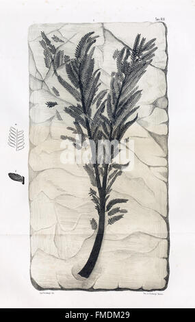 Flora Fossilis Formationis Oolithicae (Tab. III) examines the ...