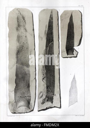 Flora Fossilis Formationis Oolithicae (Tab. III) examines the ...