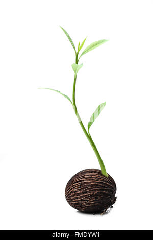 Suicide tree, Pong seed is growing a new life Stock Photo