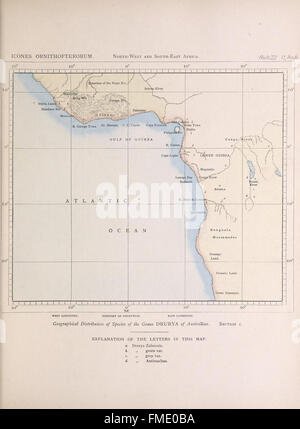 MAP 6 from 'Icones Ornithopterorum' presents detailed illustrations of ...