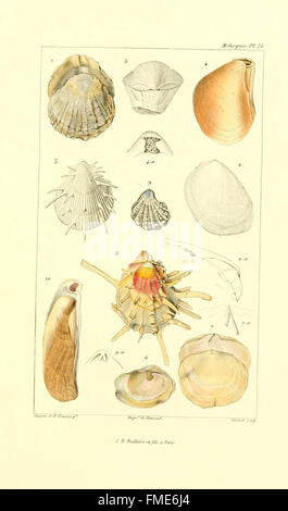 Plate 3 of 'Les Mollusques' illustrates various mollusk species, with ...