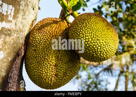 Hainan Island, China - Close up of the Fresh Jack Fruit Growing on the Tree. Stock Photo