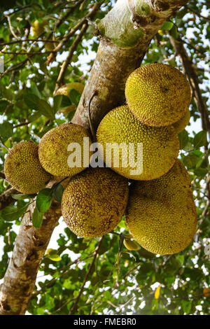 Hainan Island, China - Close up of the Fresh Jack Fruit Growing on the Tree. Stock Photo