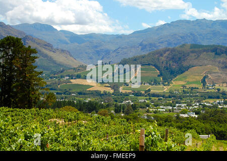 Vineyard - Stellenbosch - South Africa Stock Photo