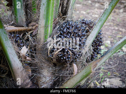 Palm fruit growing on tree, tropical plant for biodiesel production Stock Photo