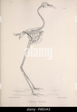 This plate illustrates the skeletal structure of birds, highlighting ...