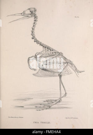 This plate illustrates the skeletal structure of birds, highlighting ...