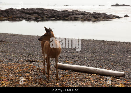 Deer at Cape Scott Provincial Park on Vancouver Island, BC Stock Photo