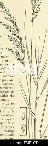 The book of grasses - an illustrated guide to the common grasses, and the most common of the rushes and sedges (1912) Stock Photo