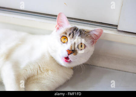 White cat with yellow eyes Stock Photo