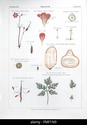 This botanical atlas illustrates the diverse plant species surrounding ...