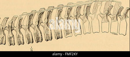 The Ceratopsia (1907 Stock Photo Alamy