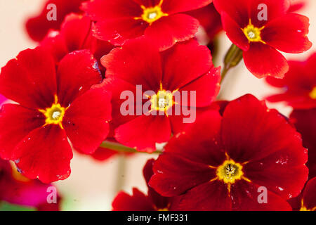 Primrose, Primula acaulis, Red Primroses Polyanthus flower Stock Photo