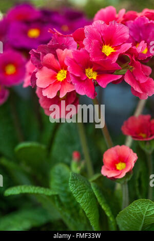 Primrose, Primula acaulis, Primroses, Polyanthus Stock Photo