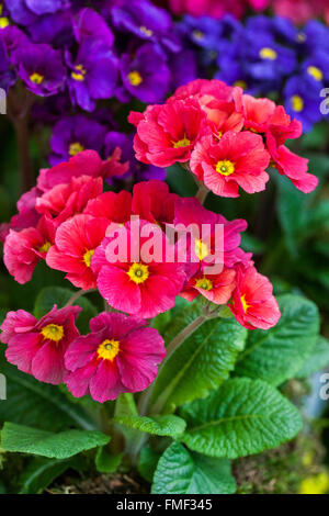 Primrose, Primula acaulis, Primroses, Polyanthus Stock Photo