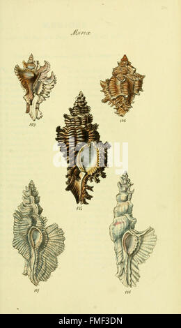 The conchological illustrations or, Coloured figures of all the ...