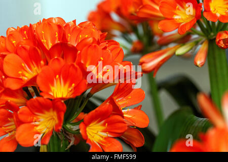 Natal lily, bush lily, Kaffir lily - Clivia miniata orange flowers