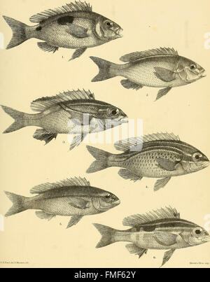 . The fishes of India; being a natural history of the fishes known to ...