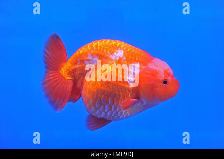 Ranchu Lion Head goldfish in fish tank Stock Photo