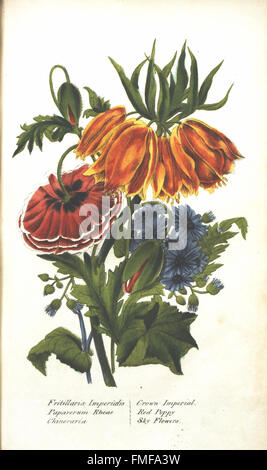 'The Illustrated Botany' features a variety of plant species ...