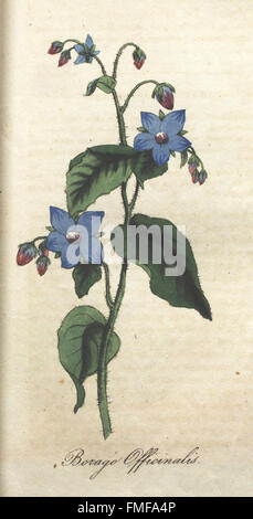 'The Illustrated Botany' provides a visual guide to a wide range of ...