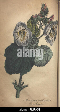 'The Illustrated Botany' features a variety of plant species ...