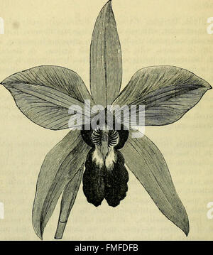 The orchid-grower's manual - containing descriptions of the best species and varieties of orchidaceous plants (1885) Stock Photo