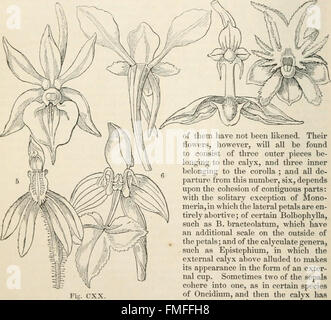 The vegetable kingdom - or, The structure, classification, and uses of plants, illustrated upon the natural system (1846) Stock Photo