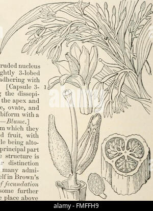 The vegetable kingdom - or, The structure, classification, and uses of plants, illustrated upon the natural system (1846) Stock Photo