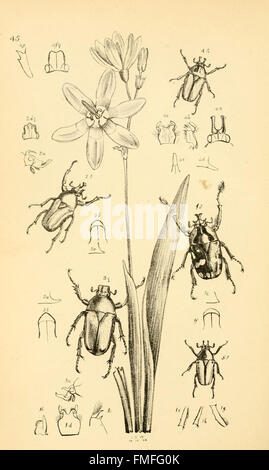 An illustration from 'Arcana Entomologica', showcasing rare and newly ...