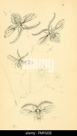 This work presents detailed illustrations of newly discovered species ...