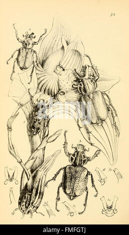 'Arcana Entomologica' features illustrations of rare and newly ...