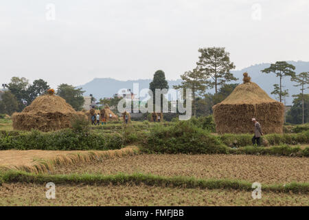 Pokhara, Nepal - November 14, 2014: Photograph of Nepalese peasants harvesting a field and putting up straw piles. Stock Photo