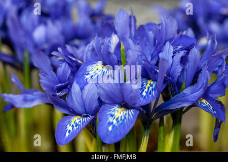 Iris reticulata 'Harmony' Blue iris flower Stock Photo