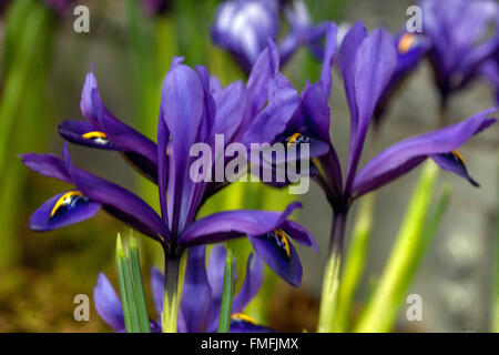Iris reticulata 'Rhapsody' Stock Photo - Alamy