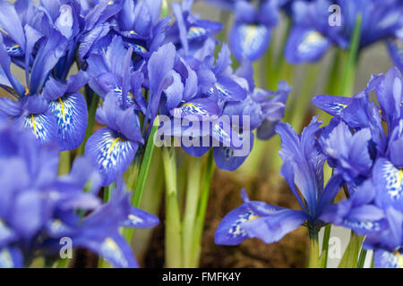 Iris reticulata 'Harmony'. Dwarf iris flower Stock Photo