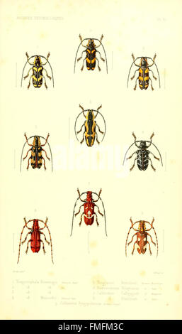 The 'Archives Entomologiques' features rare and newly discovered insect ...