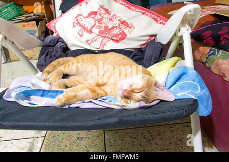 Orange tabby cat happily sleeping in a chair. Stock Photo