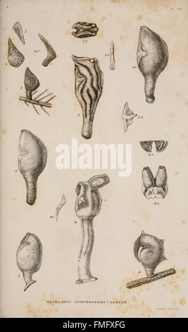 Plate X from 'A Monograph on the Sub-Class Cirripedia' details species ...