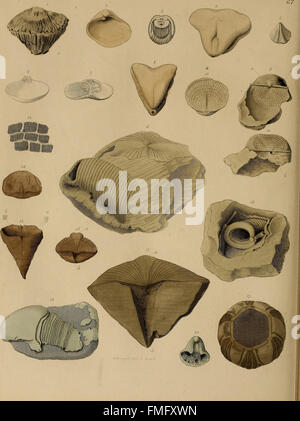 A pictorial atlas of fossil remains, consisting of coloured illustrations selected from Parkinson's  Organic remains of a former world,  and Artis's  Antediluvian phytology. (1850)