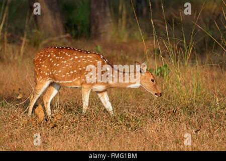 Female spotted deer or chital (Axis axis), Kanha National Park, India Stock Photo