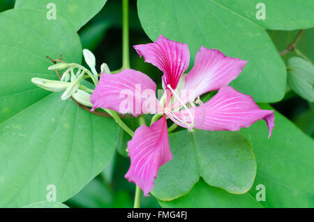 Hong Kong orchid flower with a green leave Stock Photo