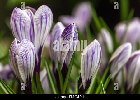 Crocus vernus "Pickwick" blooming spring garden lawn Stock Photo